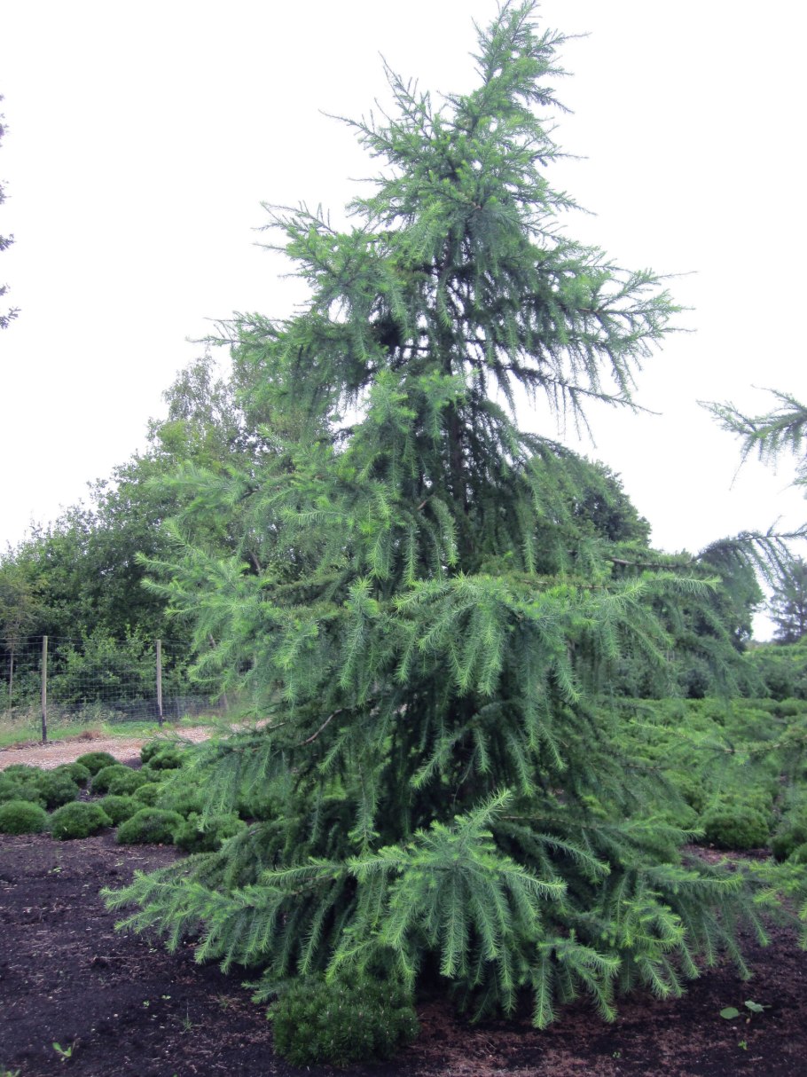 Лиственница Кемпфера