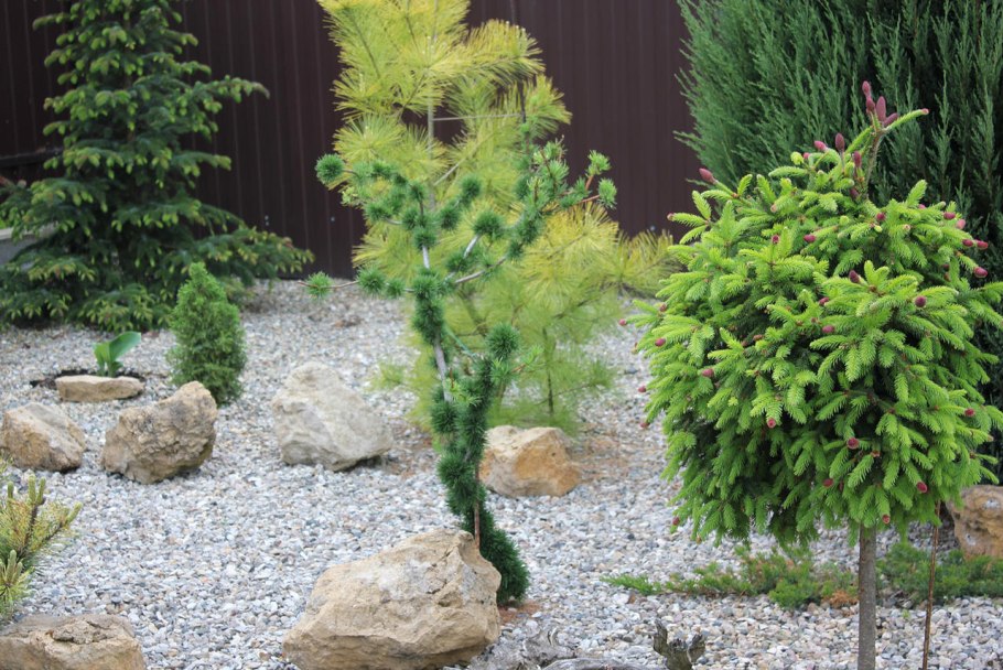 Лиственница японская (Larix kaempferi "Diana")*