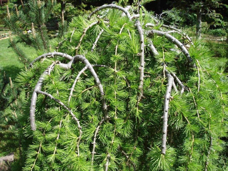 Larix kaempferi Diana