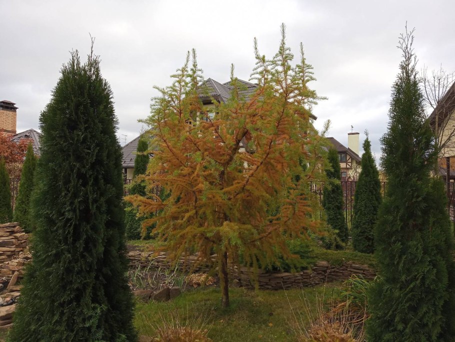 Сосна Горная цветение