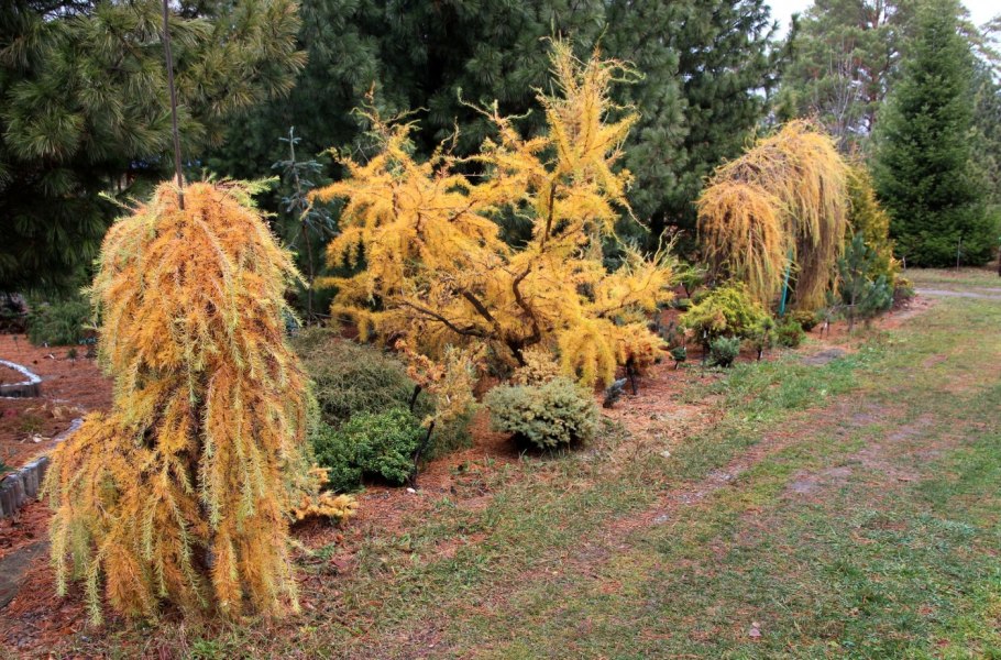 Лиственница европейская little Bogle