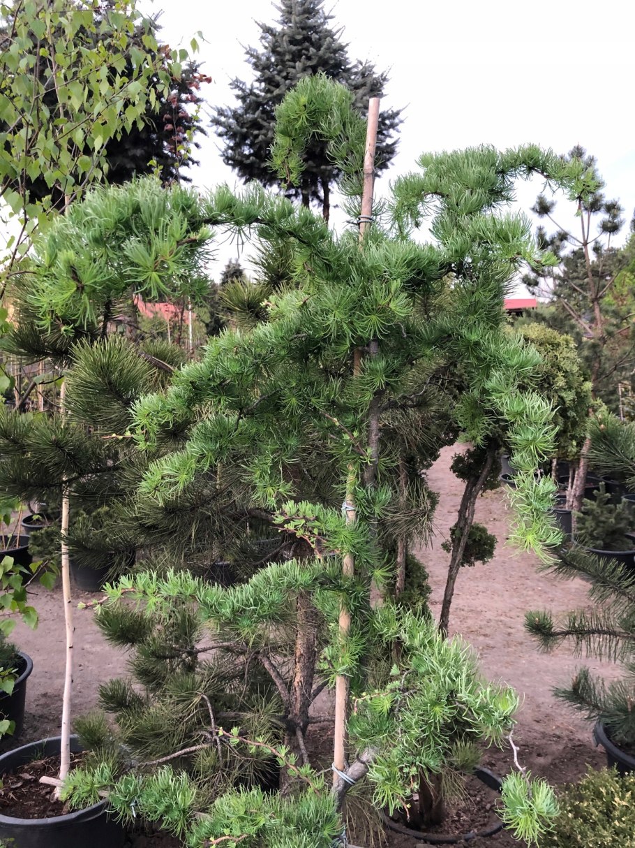 Лиственница японская Диана