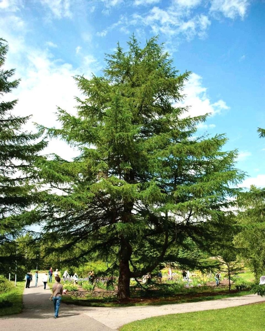 Лиственница Кемпфера (Larix kaempferi stiff Weeper