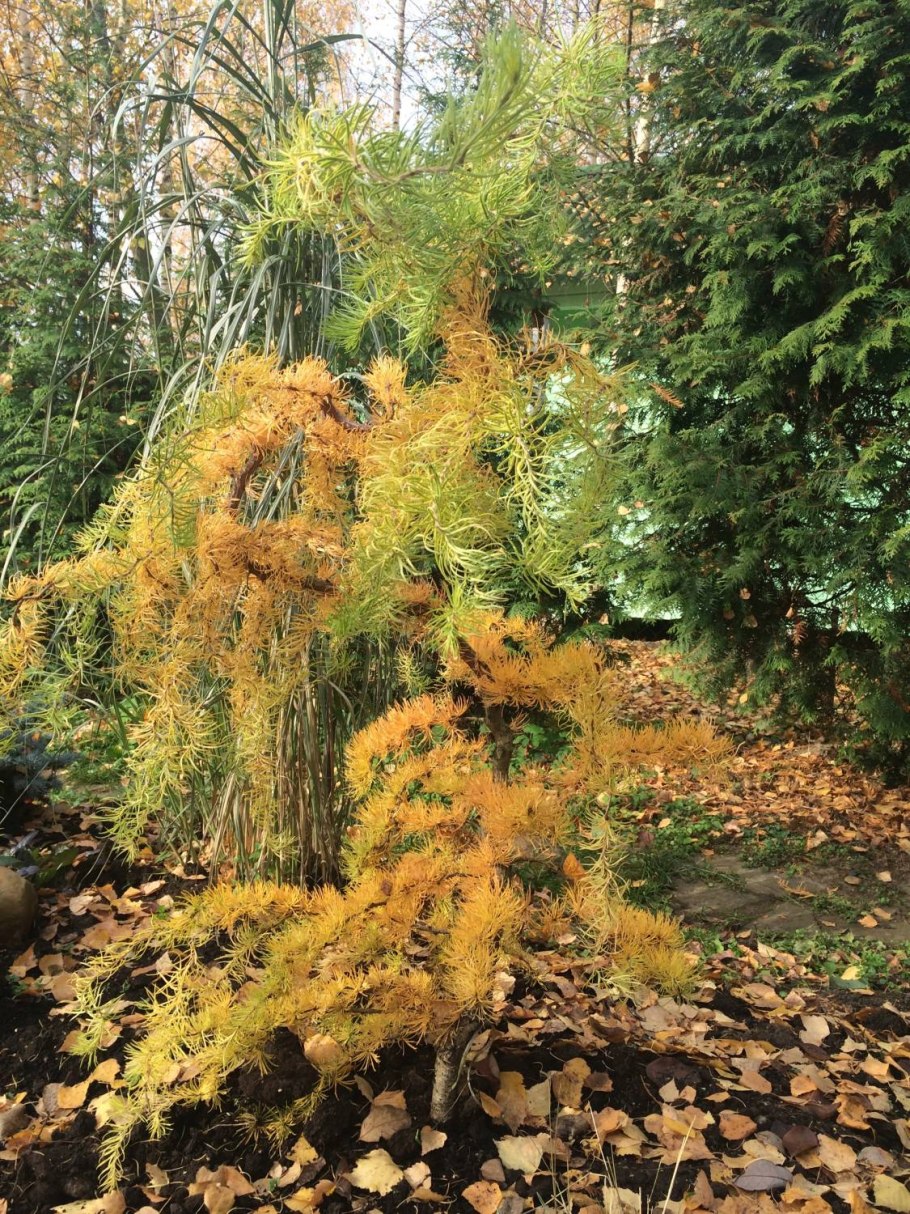 Лиственница японская Диана