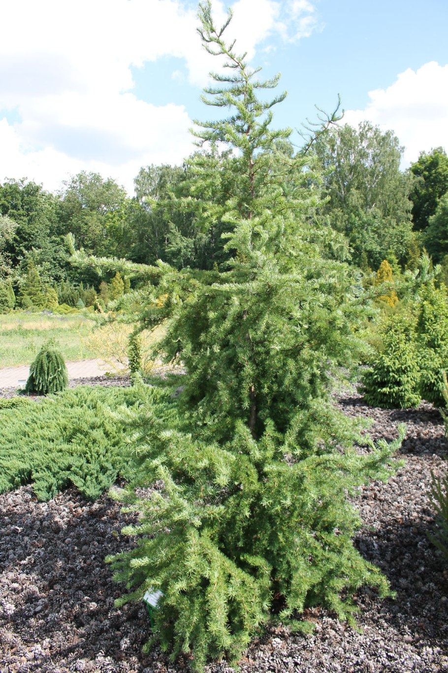 Лиственница Кемпфера р9