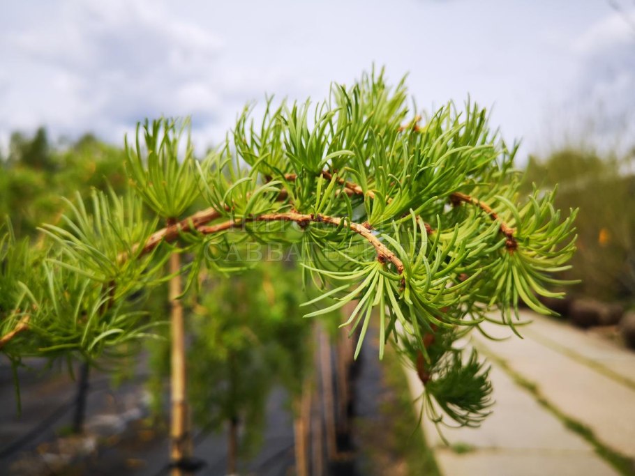Лиственница японская Кемпфера