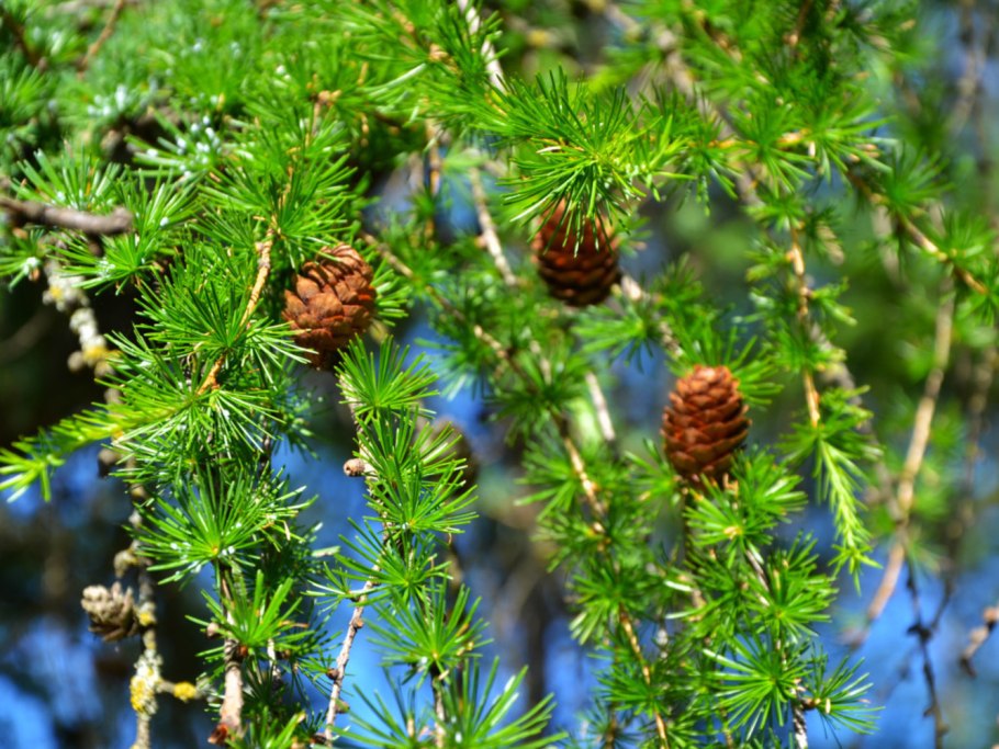 Larix kaempferi Diana