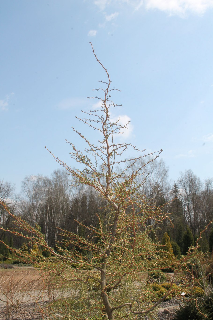 Лиственница европейская Хорстманн