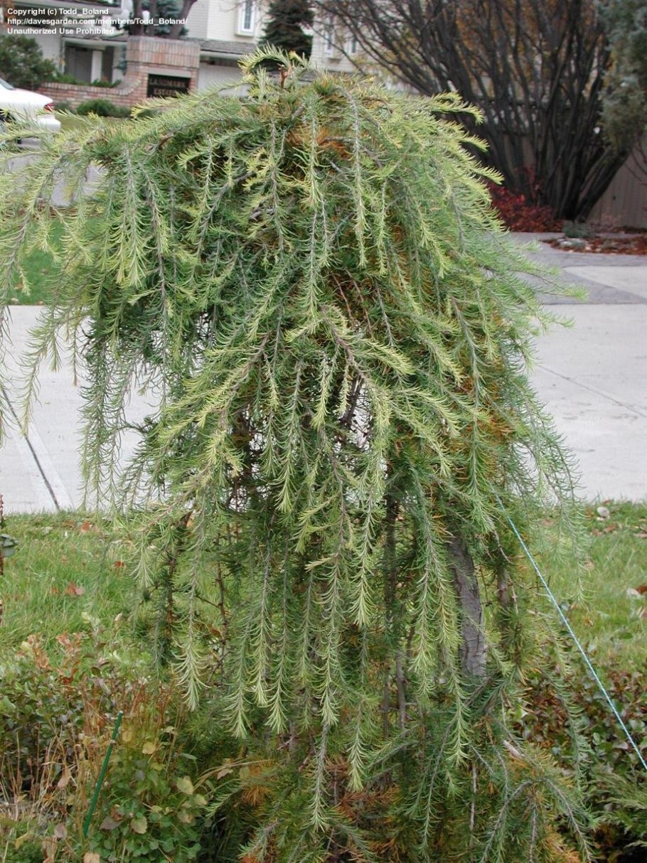 Лиственница Ларикс кемпфери