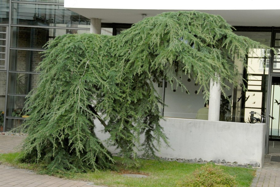 Лиственница Сибирская Larix sibirica