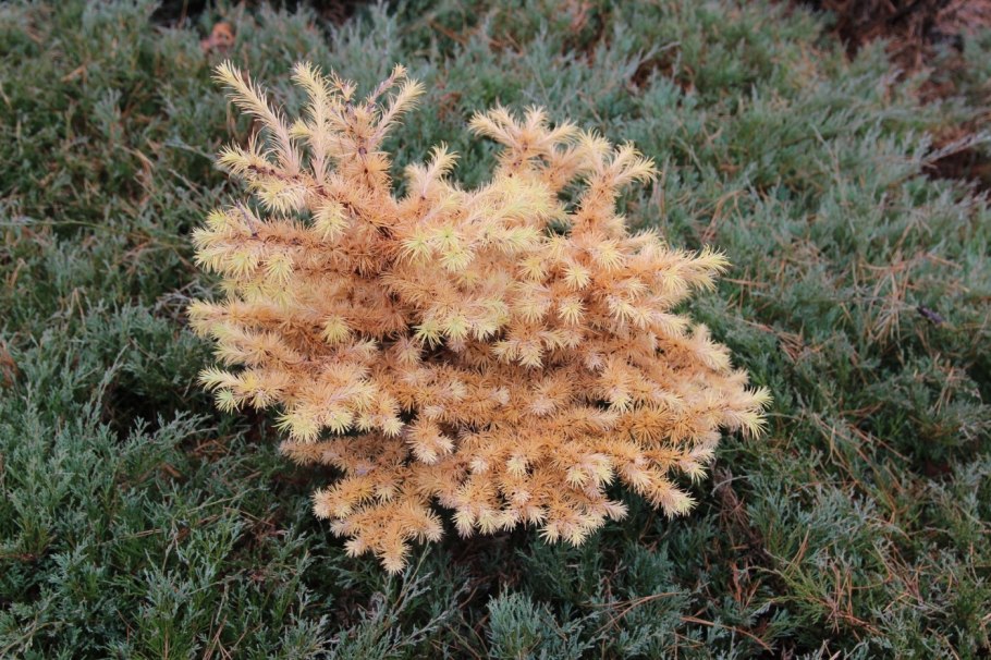 Лиственница kaempferi Diana