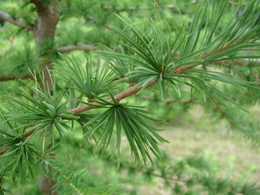 Лиственница Larix kaempferi