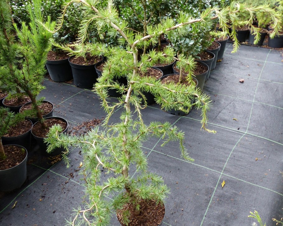 Лиственница японская Кемпфера