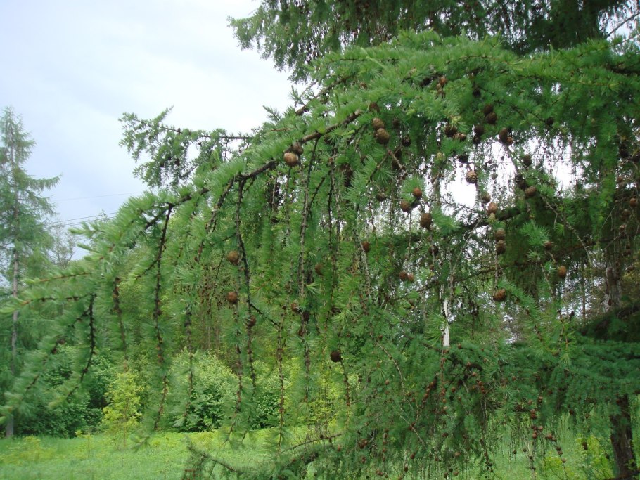 Лиственница сибирская дерево