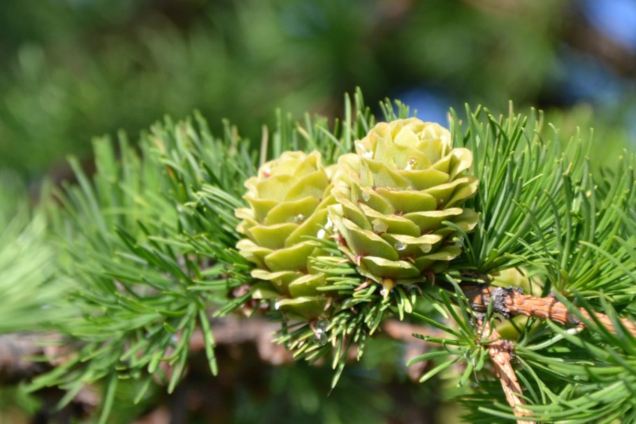 Лиственница японская Кемпфера