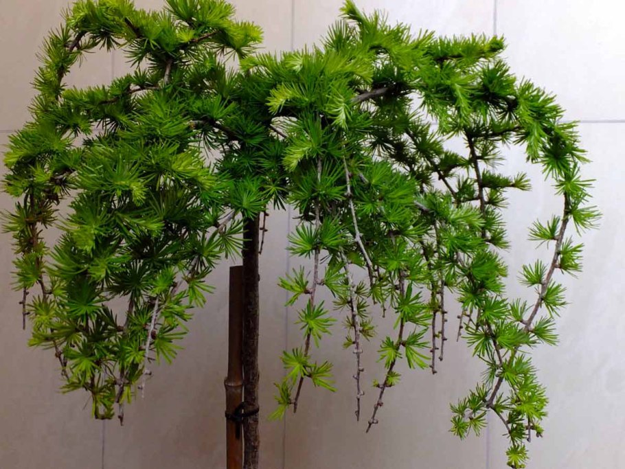 Лиственница плакучая Стиф Випер