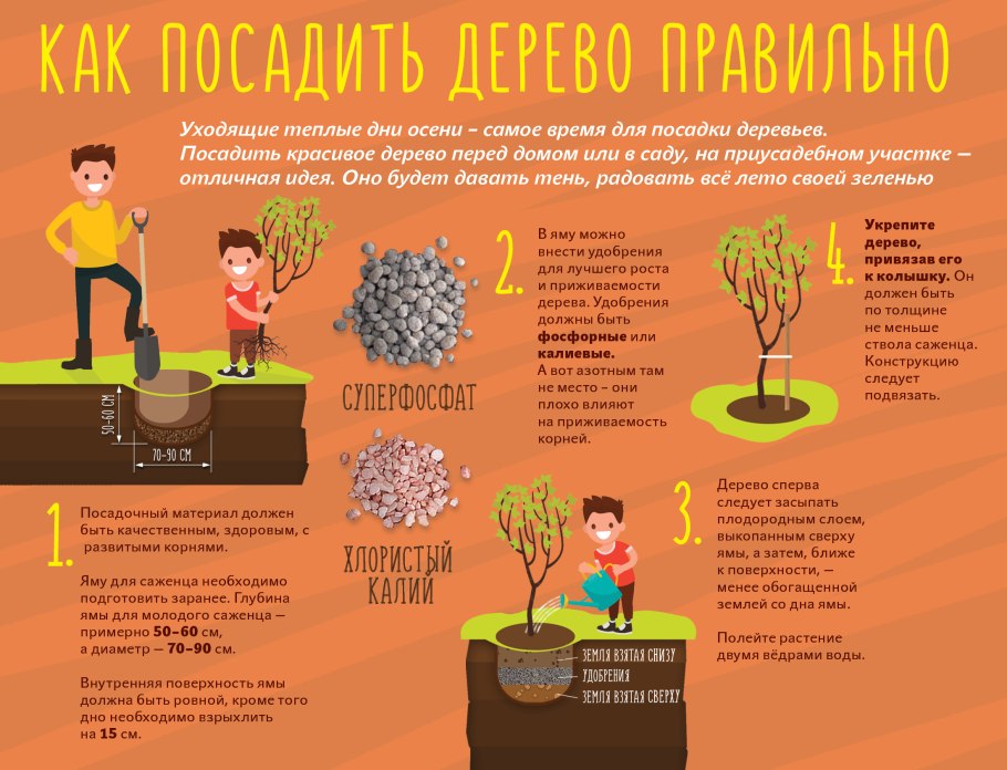 Как правильно сажать деревья