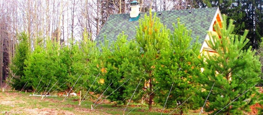 Сосна Кедровая изгородь