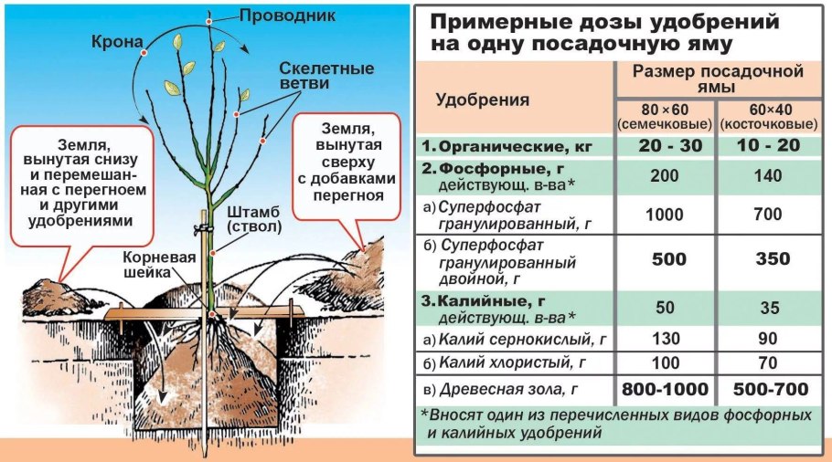 Сроки посадки саженцев плодовых деревьев