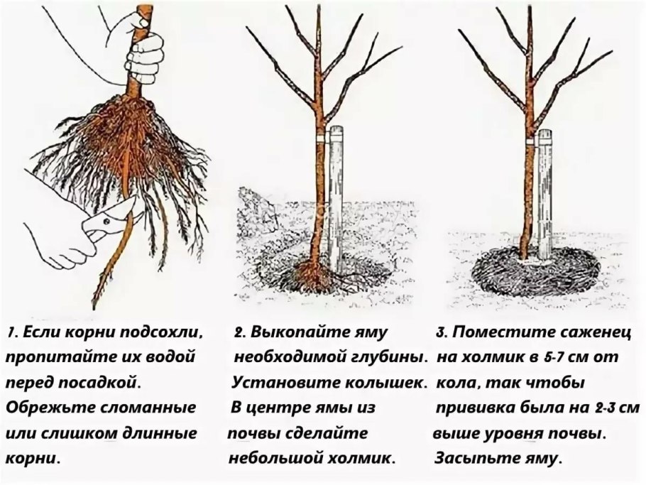 Посадка яблони весной саженцами