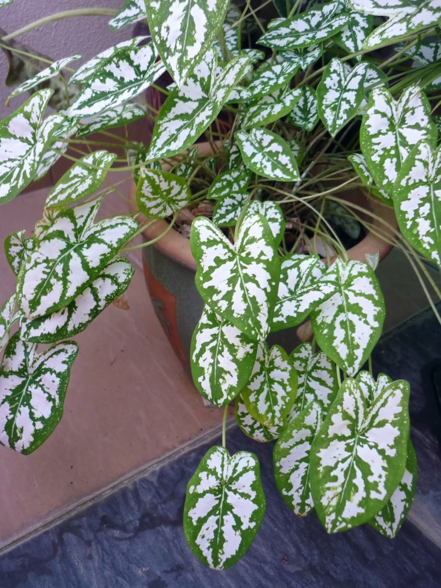 Сингониум Империал Вайт вариегатный