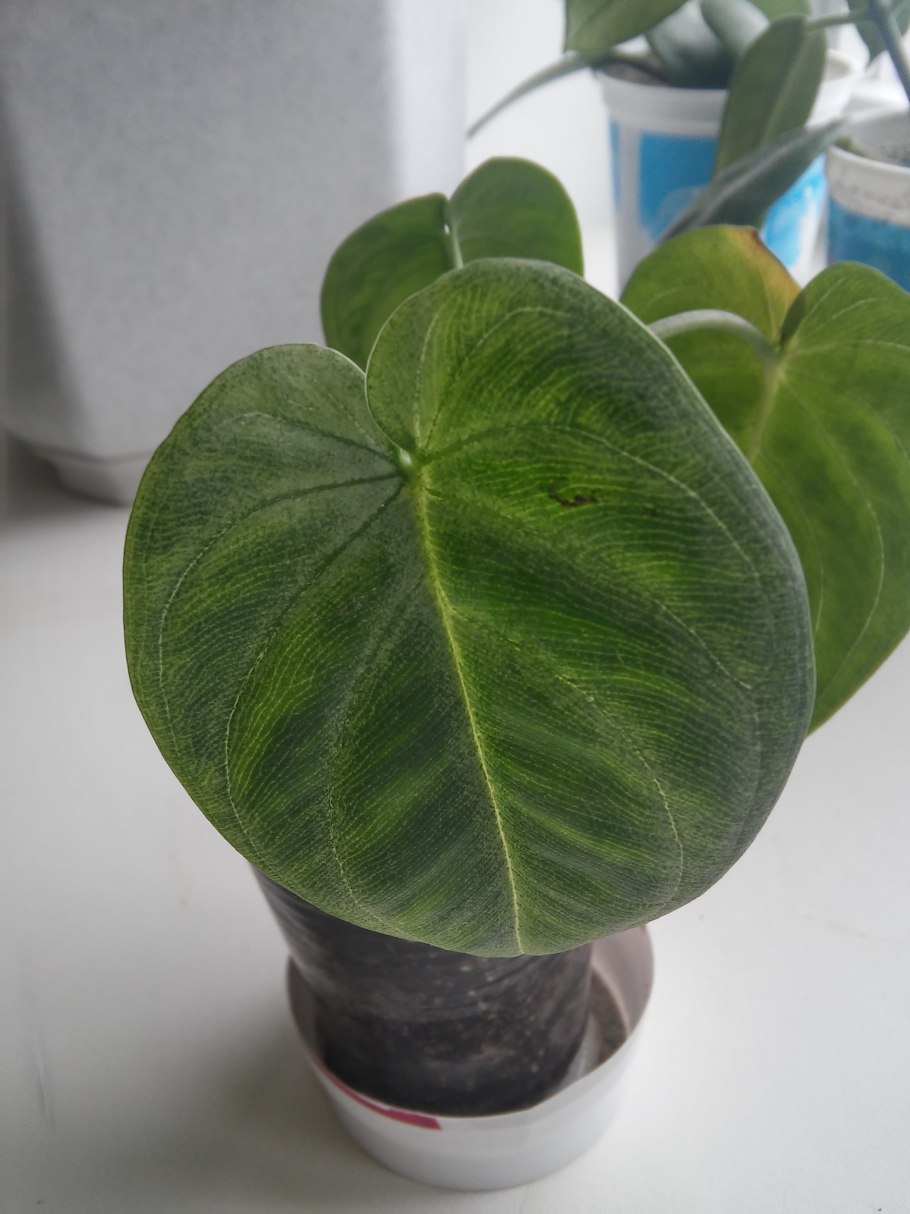 Сингониум Фрозен Харт