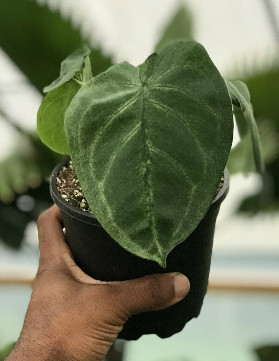 Сингониум Ice Frost