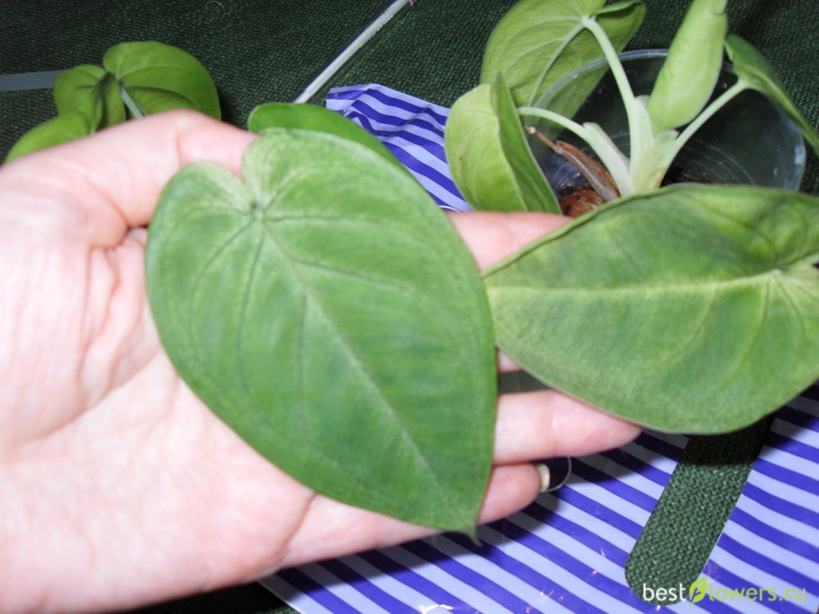 Сингониум Фрозен Харт