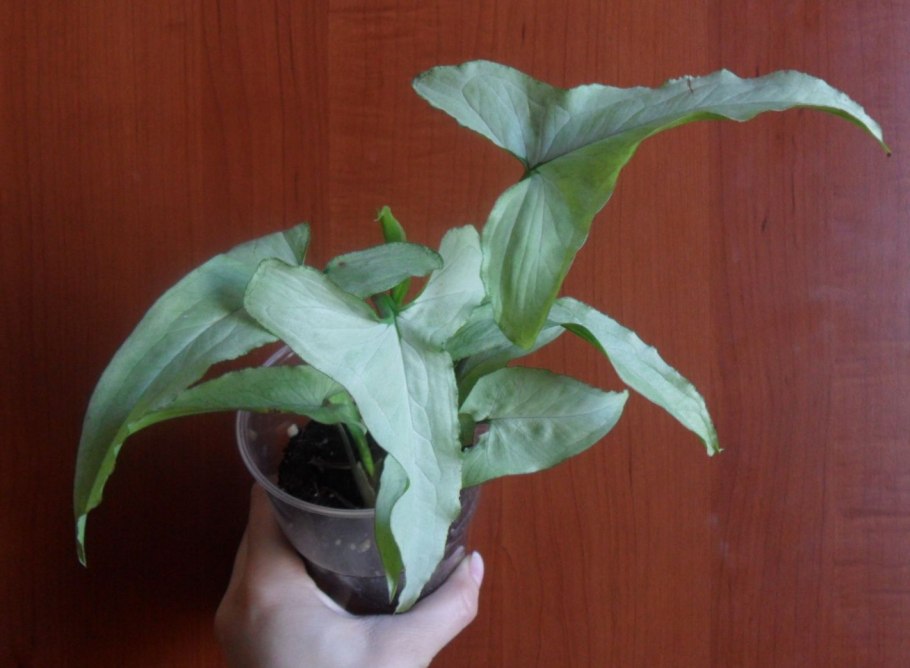 Сингониум macrophyllum