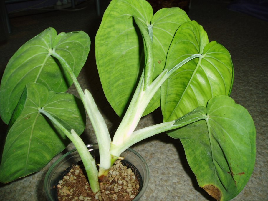 Сингониум Syngonium albo-variegatum