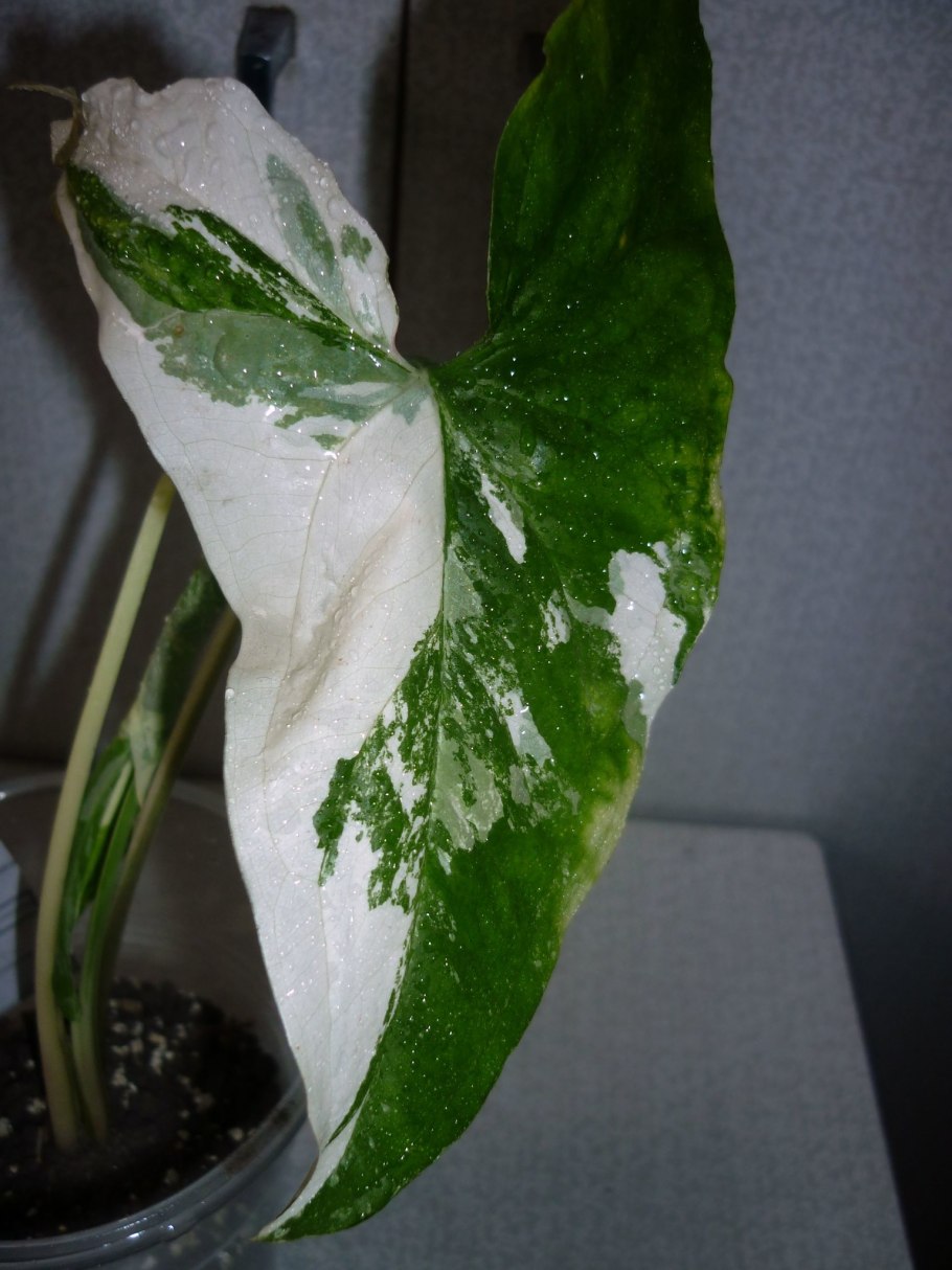 Сингониум Red