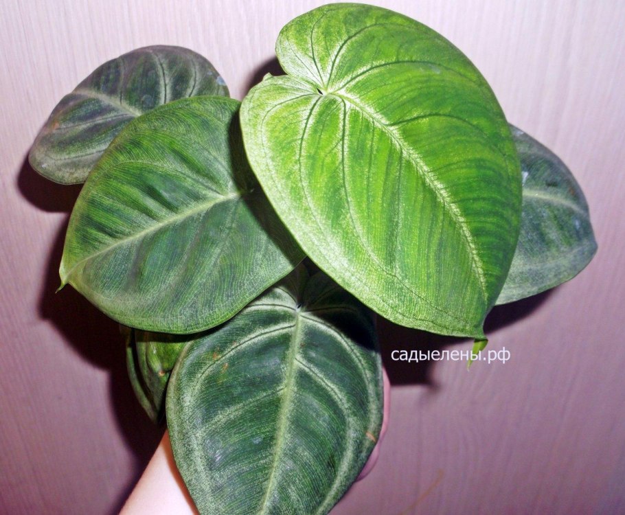 Сингониум Фростед