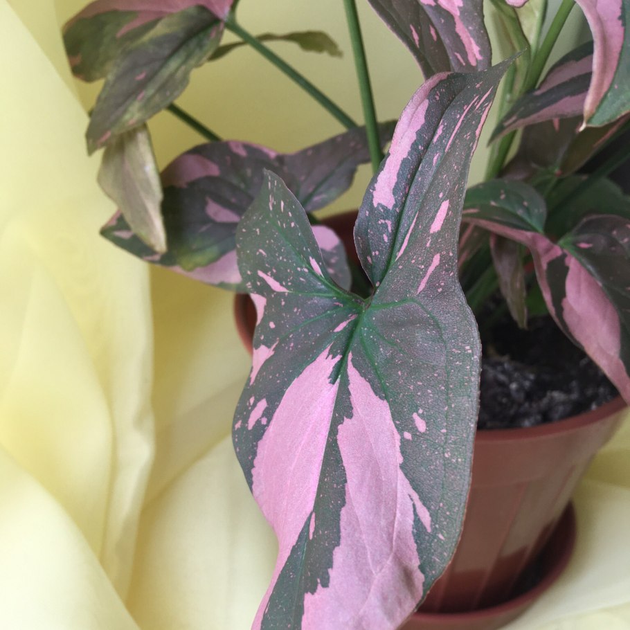 Сингониум Кристмас клон