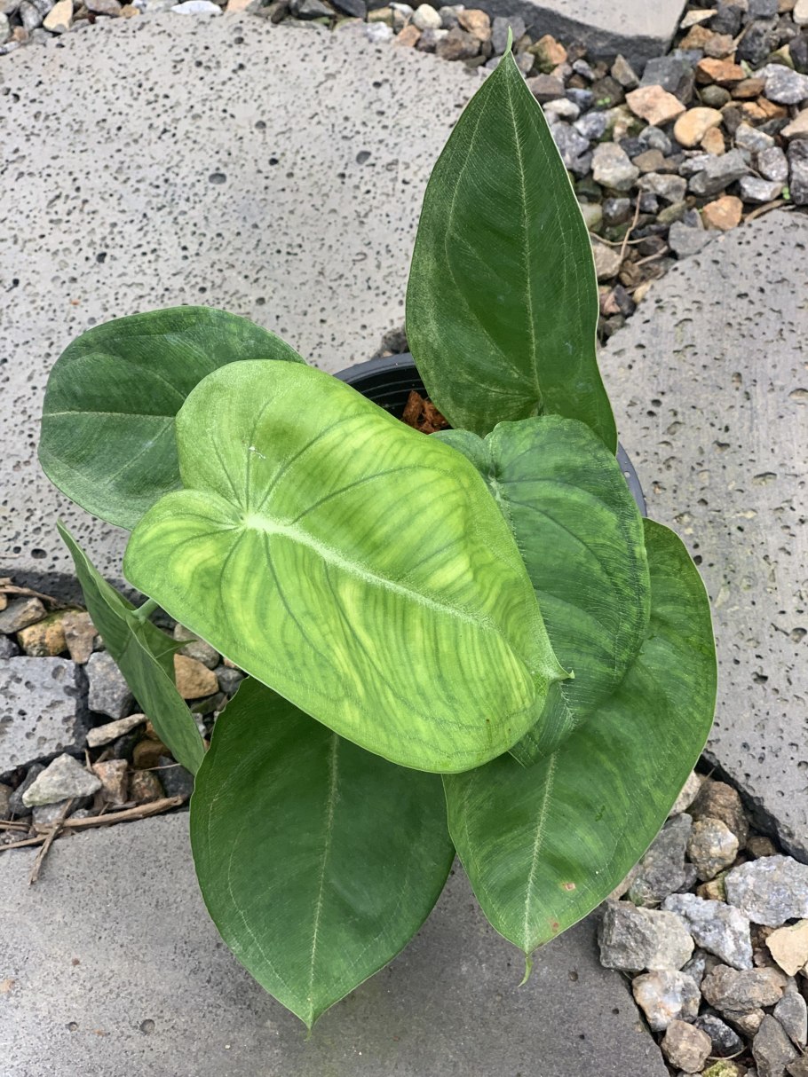 Сингониум Пурпл