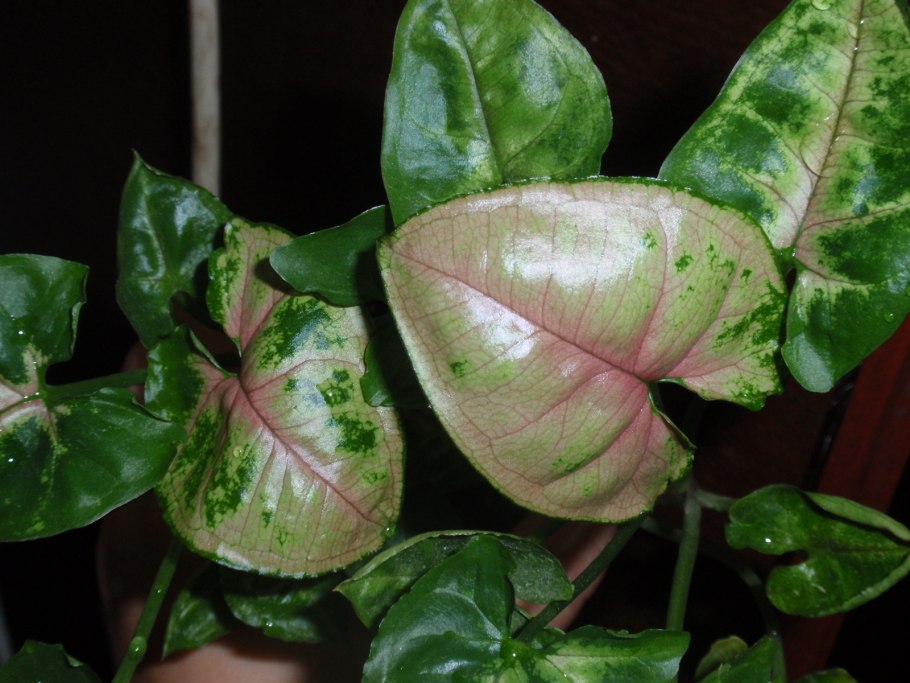 Сингониум неон грунт