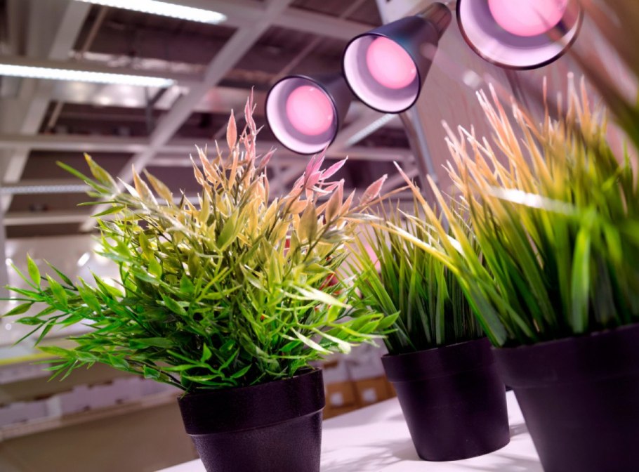 Освещение для комнатных растений