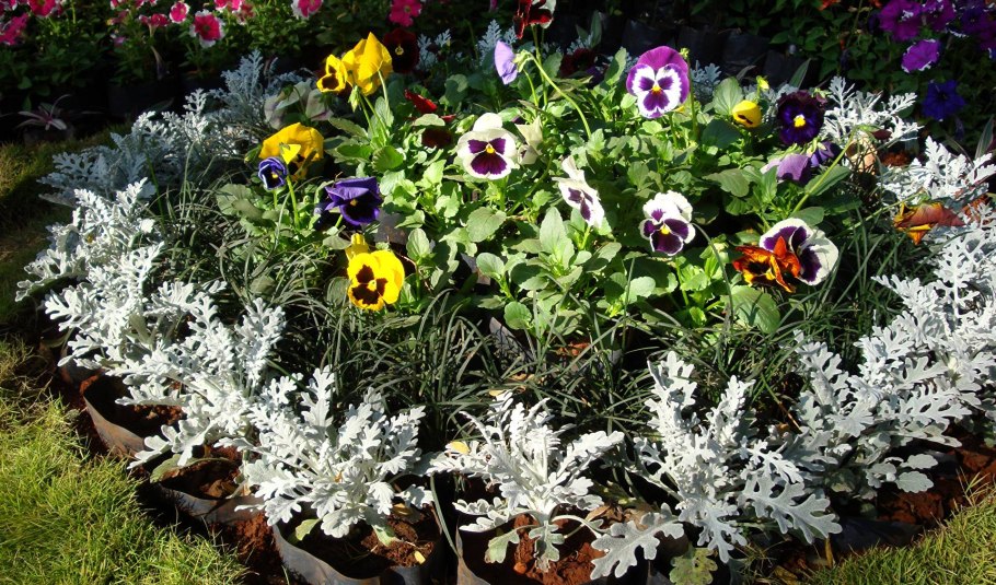 Бархатцы и цинерария