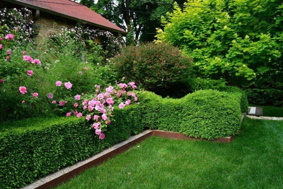 Изгородь ландшафтный роза Парковая