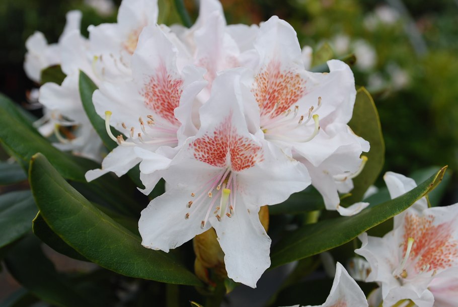 Рододендрон вечнозеленый Гаага