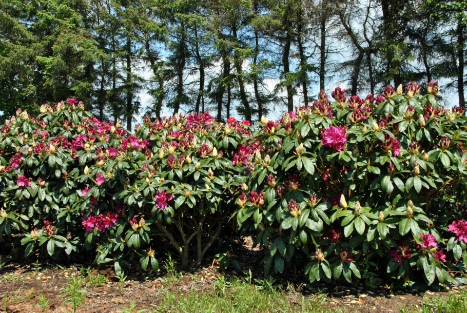 Рододендрон Юнифайер