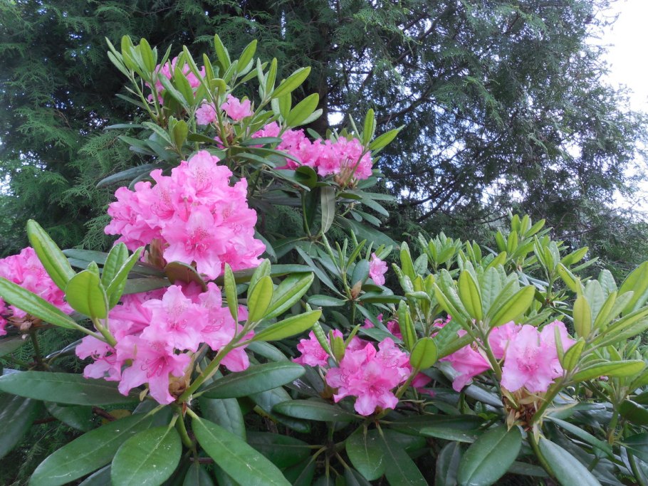 Парамушир рододендроны