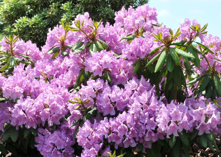 Рододендрон обыкновенный