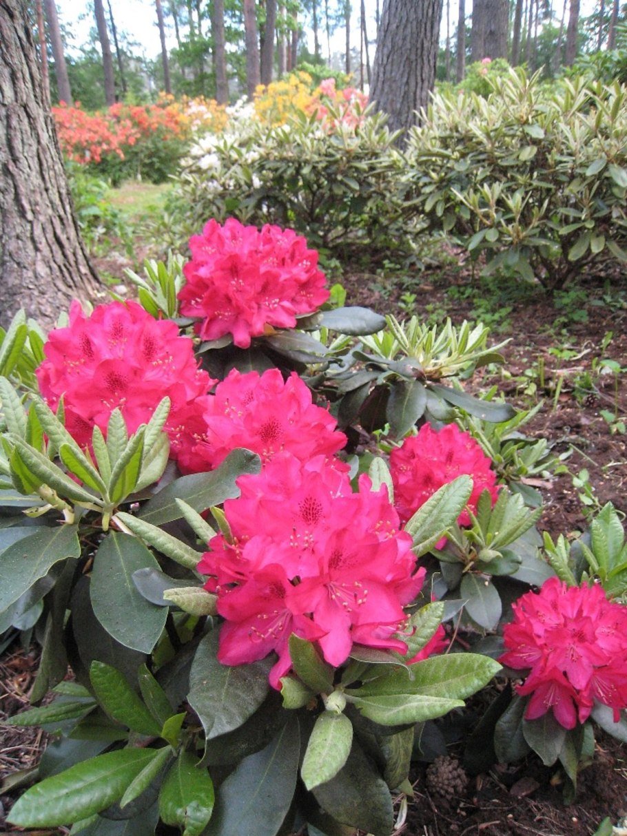 Рододендрон гибридный Гаага