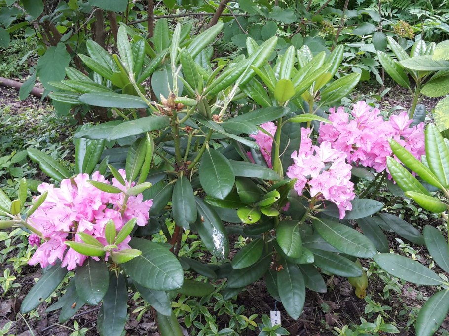 Рододендрон Гаага