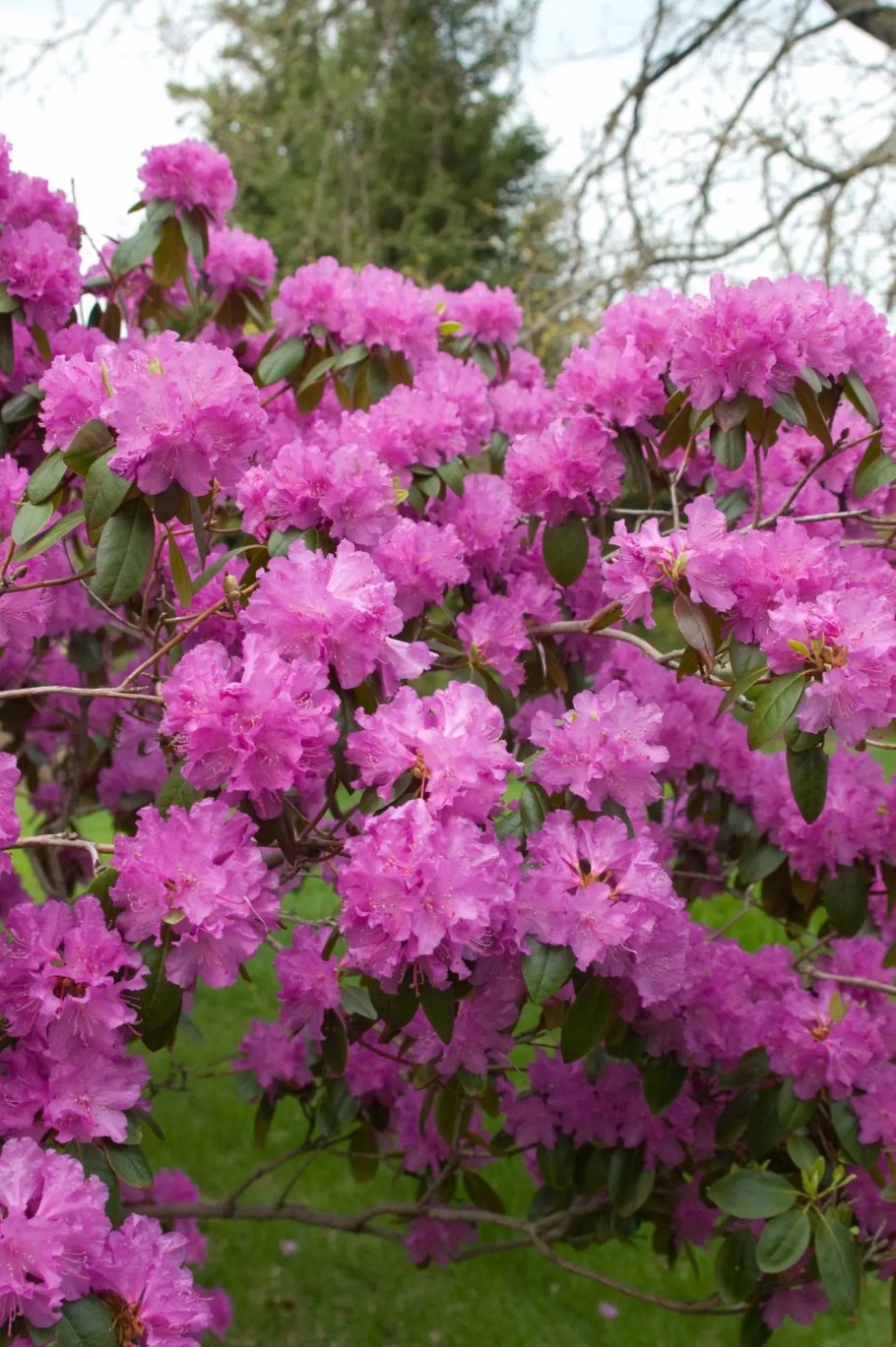 Рододендрон Американ Бьюти