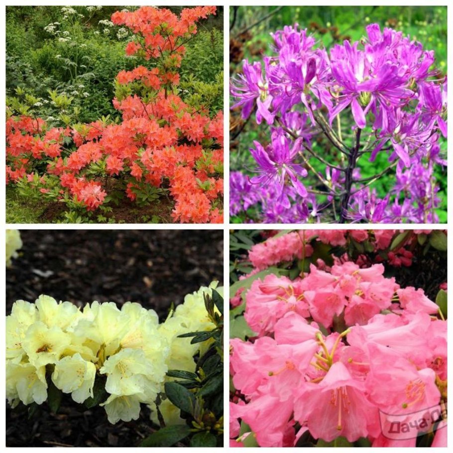 Дендрон корневой разум