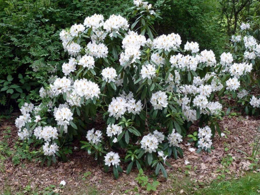 Рододендрон в субтропиках