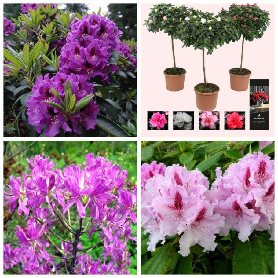 Рододендрон гибридный катевбинсе грандифлорум