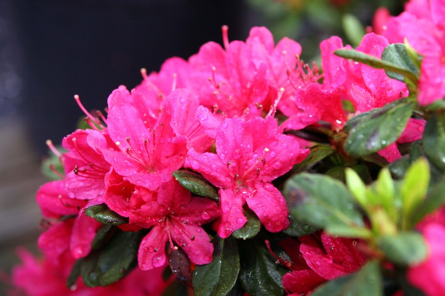 Рододендрон гибридный Бразилия