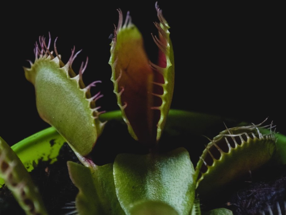 Актиния Венерина мухоловка